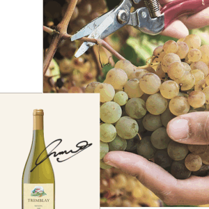 Santorini Wine Tasting